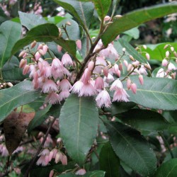 Elaeocarpus reticulatus - Blueberry Ash